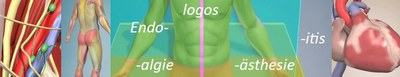 Collage Anatomie und Physiologie